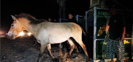 Vypoutn klisen do aklimatizan ohrady. Prvn opustila pepravn box Xara,...