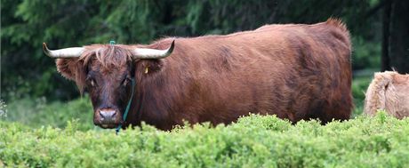 Skotské krávy mají pomoci obnovit pvodní sloení horských luk v okolí výcárny
