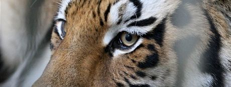 V kolínské zoo zpsobil tygr pozdviení. Ilustraní foto