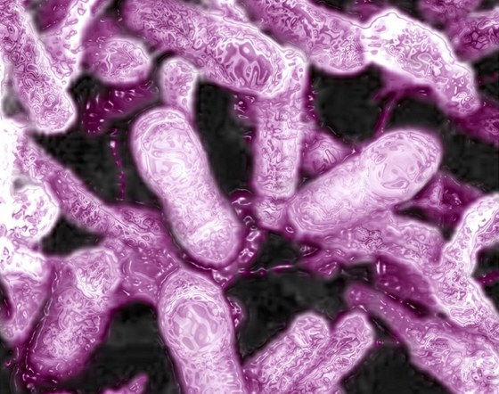 Bakterie klostridií