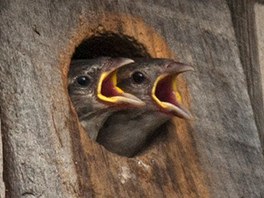 Hladová ptáata. Dv vrabí mláata sledují v americkém stát Connecticut z...