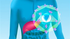 Proti hepatitidě typu A a B se můžete nechat očkovat (ilustrační snímek) Proti hepatitidě typu A a B se můžete nechat očkovat (ilustrační snímek)