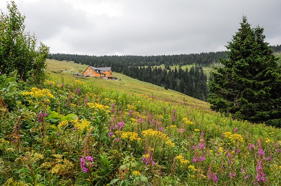 Kvetoucí horské louky u Nové Klínovky