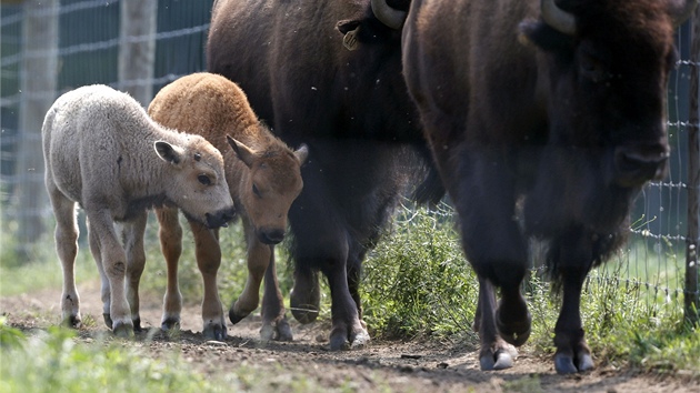 Bl bizon, kter se narodil na farm v Connecticutu 16. ervence 2012