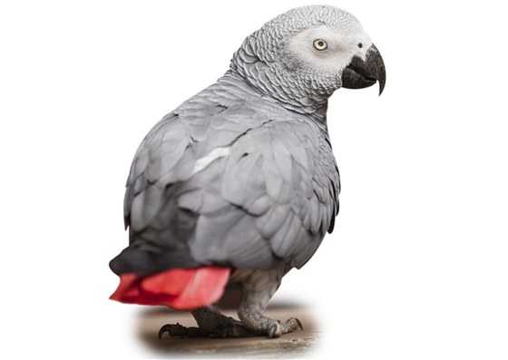 Papouek ako má podle výsledk vdeckých výzkum inteligenci na úrovni