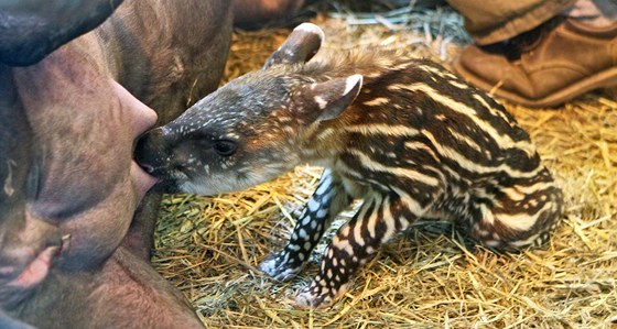 K narozeninám dala jihlavské zoologické zahrad nejkrásnjí dárek tapíí