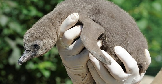 Pracovníci zoologické zahrady v Plzni pedstavili dv erstv vylíhnutá mláata