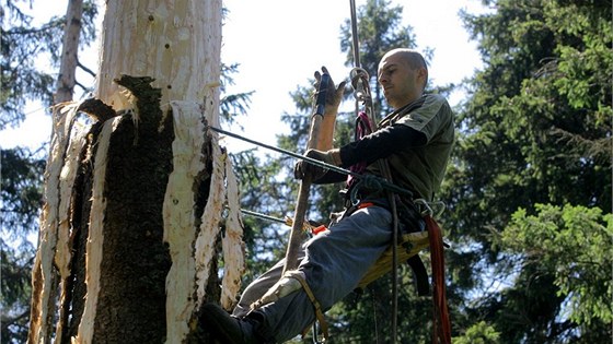 Tak vypadá odkorování strom, které zaalo Na Ztraceném.