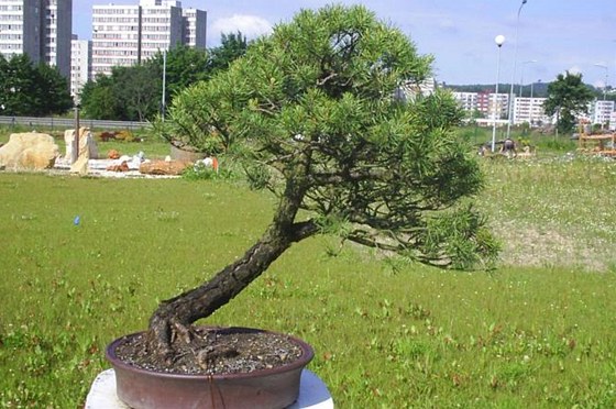 Zlodj ukradl pstiteli z Táborska ti vzácné bonsaje, jejich celková hodnota