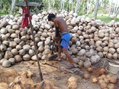 20. ledna 2012, koh Samui, Thajsko. Loupa kokosovch oech. Kokosov oechy