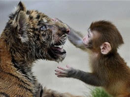 KAMARÁDI. Mlád makaka si hraje s malým tygrem v zoologické zahrad ve mst...