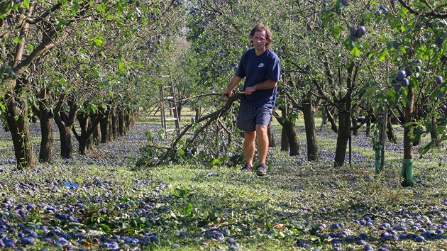 Sobotn odpoledn boue s krupobitm vpodstat zlikvidovala rodu v sadech a na polch v okol Chelic na Strakonicku. Na snmku prochz Miroslav Valenta vestkovm sadem svho otce. Stromy jsou bez list a vtina plod hnije v trv. (5. srpna 2012)