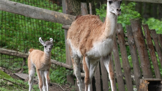 Strnci zejm vyptrali majitelku ps, kte ped pr dny roztrhali v brnnsk zoo dv mlata lam a pokousali dv samice. Ilustran foto.