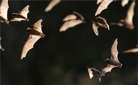 Hejno netopýr vyhnali policisté z bytu seniorky rukama. (Ilustraní snímek)
