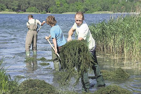 Kvalita vody v oblíbeném Boleváku se zlepila. Ubylo vodních rostlin a zejm zmizely i cerkárie, které lidem zpsobovaly vyráku.