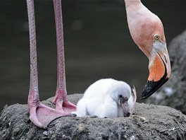 PTAÍ NHA. Samice plameáka v newyorské ZOO hýká své mlád.