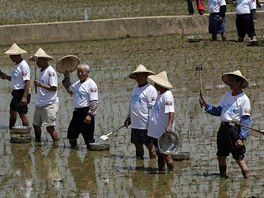 Svtový rekord v sázení rýe na severu Tchaj-wanu v provincii Taoyuan, kdy v...