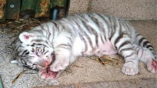 Jedno z mláat bílého tygra, je se narodila v liberecké zoologické zahrad.