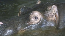 Povodn 2002 v praské zoo - hroch Slávek