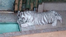 Mlád bílého tygra na zábrech kamery liberecké zoo.