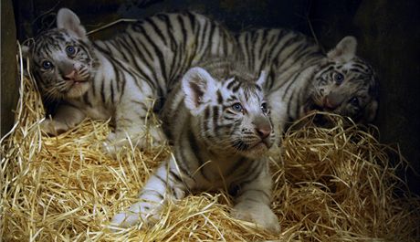 Trojice novorozených mláat bílých tygr v liberecké zoo.
