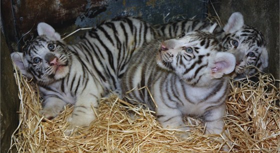 Koata bílých tygr u jsou velká a nemohou být spolu s matkou.