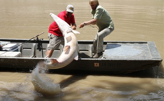 Vytahování rekordního 93kg kostlína obrovského z vody 