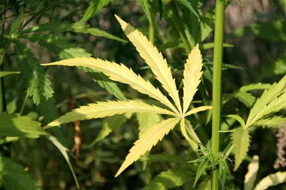 Dva americké státy legalizovaly marihuanu (ilustraní snímek).