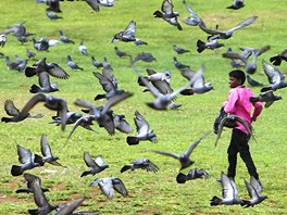 PTAÍ NÁLET. Chlapec se v indické Bombaji prochází polem mezi hejnem holub.
