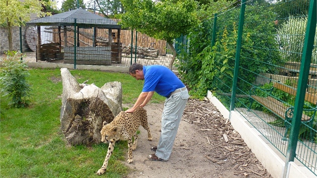 Ren Frank, zakladatel a editel chlebsk zoo, s gepardic Mzuri