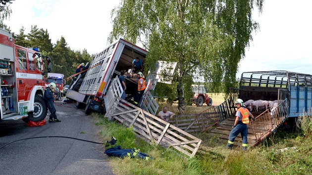 U lutic se pevrtil kamion s prasaty, polovina z nich uhynula.