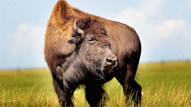 Chov bizon v Radimovicch na severnm Plzesku, kde nedvno dolo k mrt pti z celkem 15 kus.