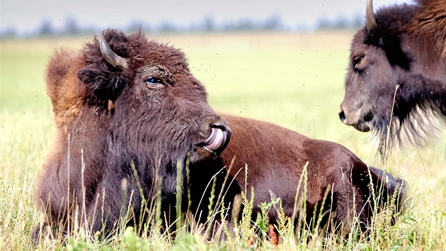 Chov bizon v Radimovicch na severnm Plzesku, kde nedvno dolo k mrt pti z celkem 15 kus.