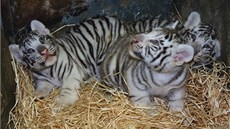 Ti koata bílých tygr z liberecké zoo ekala v osmém týdnu nezbytná