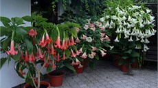 Andlské trumpety (Brugmansia arborea) pstuje Viktor Filipi u deset let.