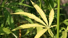 Marihuana (ilustrační foto) Marihuana (ilustrační foto)