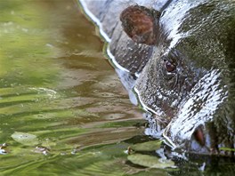 Hroík v jihlavské zoo snáel letoní vedra docela dobe.