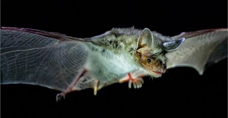Nové druhy netopýr se na první pohled podobají ji známým druhm. Jejich DNA je vak zásadn odliné. (ilustraní foto)