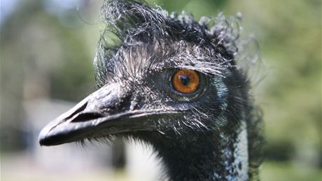 Pták emu patí mezi zoologické symboly Austrálie.