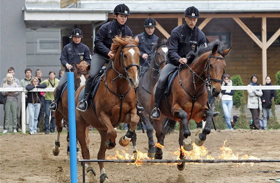 Ukázky výcviku sluebních koní, na snímku jízdní oddíl policie. (Ilustraní foto)