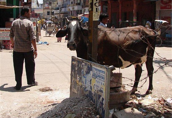 Krávy se po indických ulicích bn pohybují.