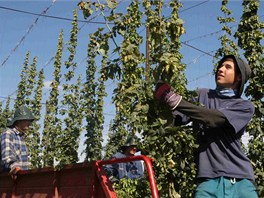 Velkou část chmelnic zemědělského družstva v Kokorech poškodily mrazy. Na