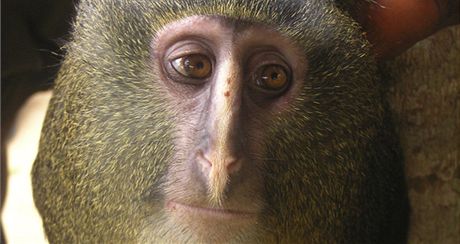 Nový druh opice, kterou amerití vdci objevili v Kongu