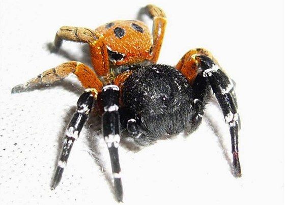 Pavouk dorstající velikosti dvou centimetr patí mezi nejvtí ve stední Evrop.