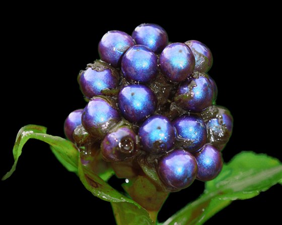 Plody rostliny pollia condensata, nejlesklejí známý pedmt z íe ivé pírody.