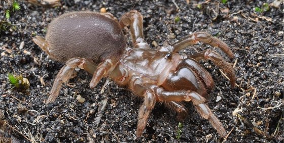 Jedním z nov objevených druh hmyzu na Vysoin je i sklípkánek hndý.