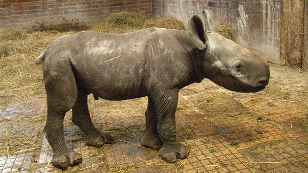 Samika nosoroce dvourohho se ve dvorsk zoo narodila 8. 9. 2012.