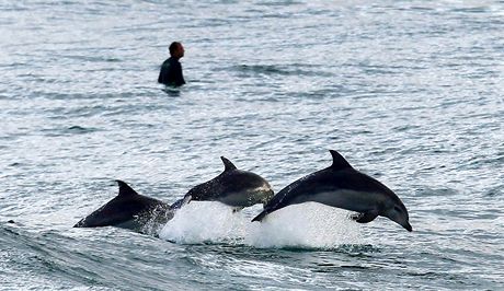 Bojoví delfíni mohou napíklad steit námoní základny. Ilustraní foto