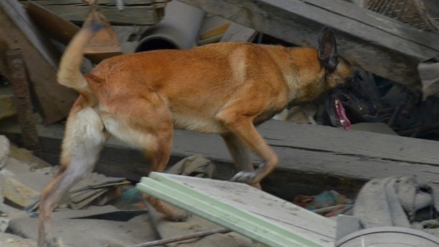 Trosky zcenho domu ve Slezsk Ostrav museli prohledat psi, nikoho nenali. (27. z 2012)