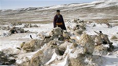 Na archivním snímku prochází mongolský pastevec mezi zvíaty uhynulými  bhem tuhých mraz